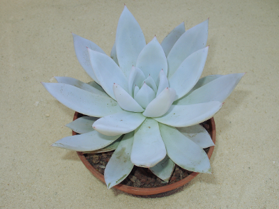 Echeveria 'Mexican Giant'