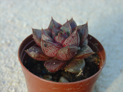 Echeveria 'Dionysos'