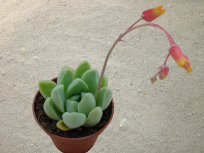 Echeveria elegans 'Albicans'