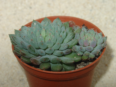 Echeveria setosa var deminuta