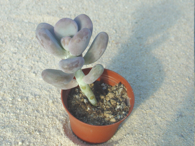 Pachyphytum bracteosum